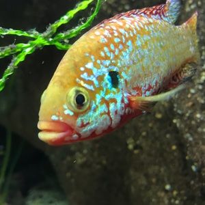 Meet your Posher, Kylie